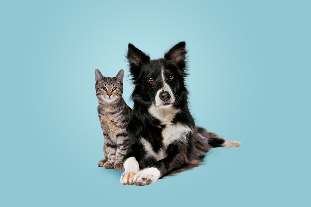 tabby cat sat next to a black and white dog