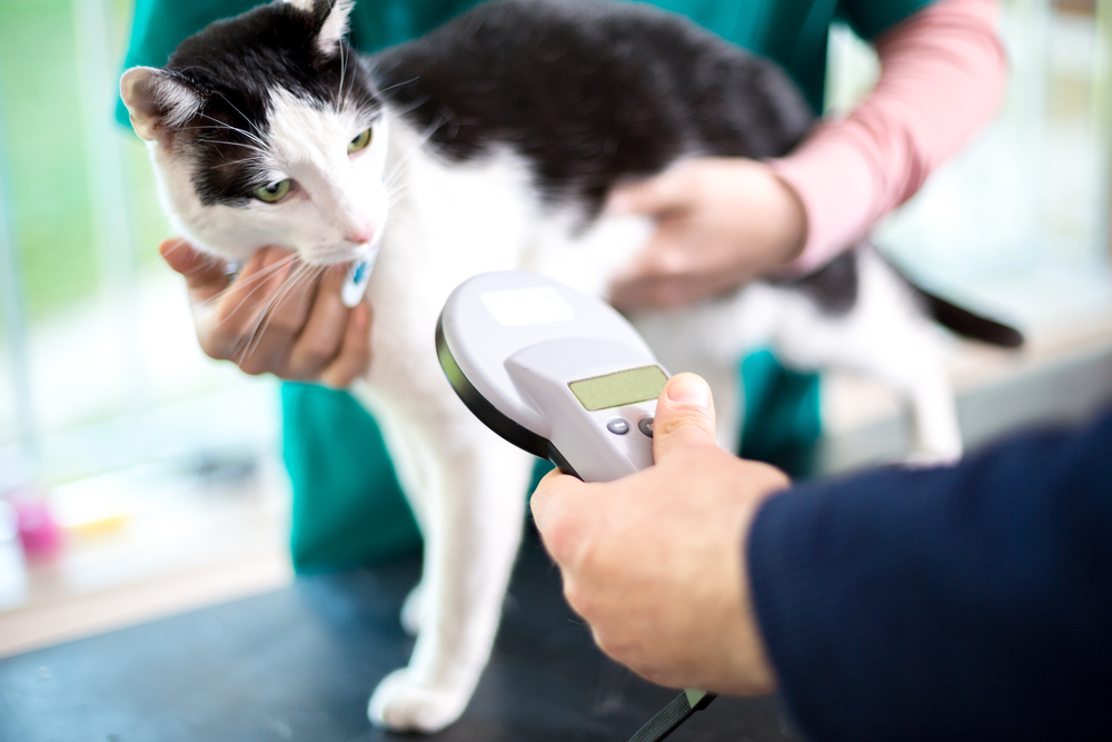 black and white cat having their chipped scanned