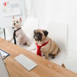 2 dogs sat at a desk with ties on. Having a business meeting.