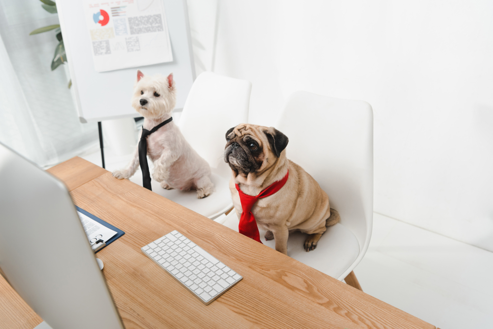 2 dogs sat at a desk with ties on. Having a business meeting.