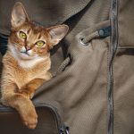 brown cat sat inside a brown rucksack