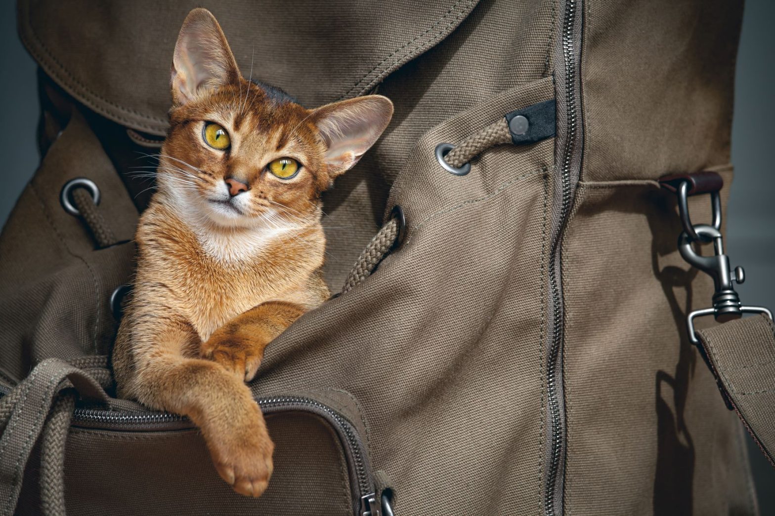 brown cat sat inside a brown rucksack