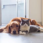 a brown dog and a white and silver cat laying together on a hard floor