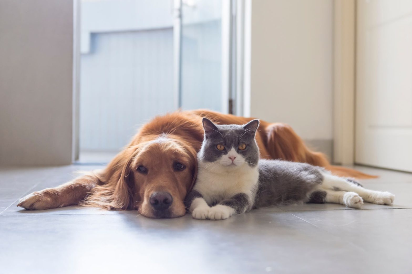 a brown dog and a white and silver cat laying together on a hard floor