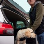 man in dark top placing a blonde Labrador in the back of a silver car