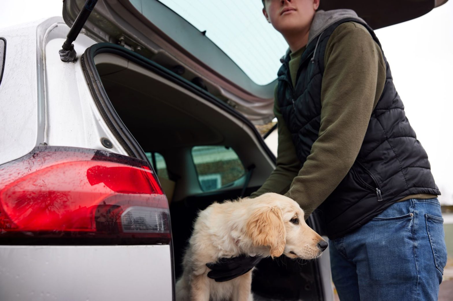 man in dark top placing a blonde Labrador in the back of a silver car